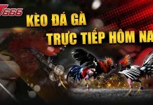 Đá gà ST666 – Sân chơi đá gà trực tuyến uy tín số 1 châu Á Đá gà ST666 cung cấp nhiều giải đấu khác nhau cho phép người chơi dễ dàng lựa chọn