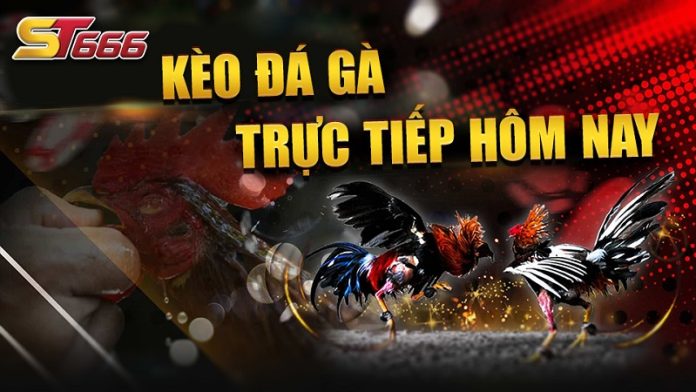 da-ga-st666-2 Đá gà ST666 cung cấp nhiều giải đấu khác nhau cho phép người chơi dễ dàng lựa chọn